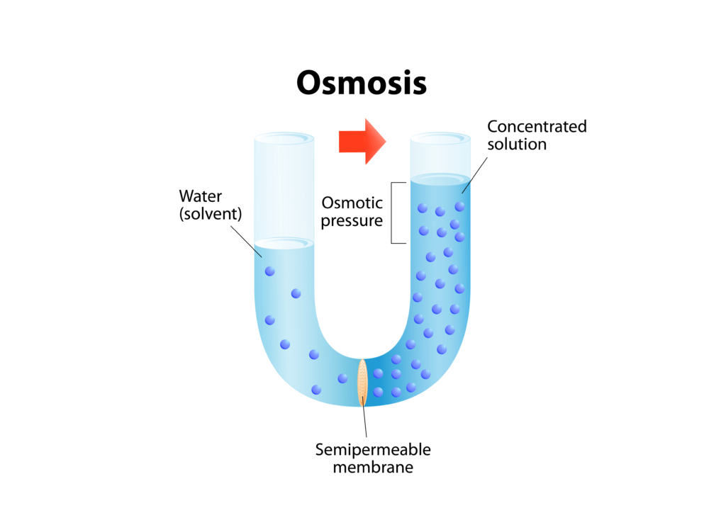 What Is Osmosis